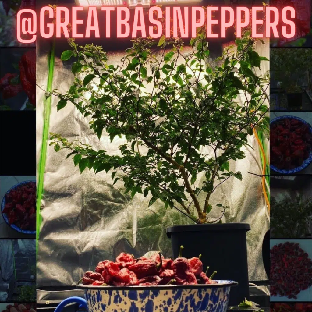 @greatbasinpeppers