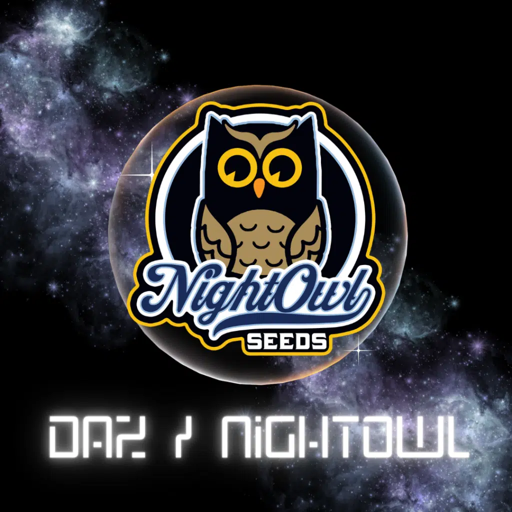 Daz Night Owl