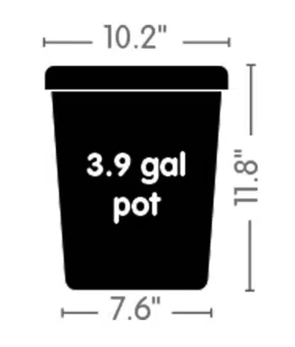 3.9 gal pot